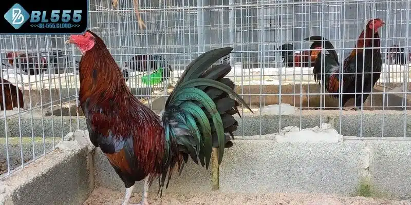 Chế độ huấn luyện rất quan trọng khi chọn gà 