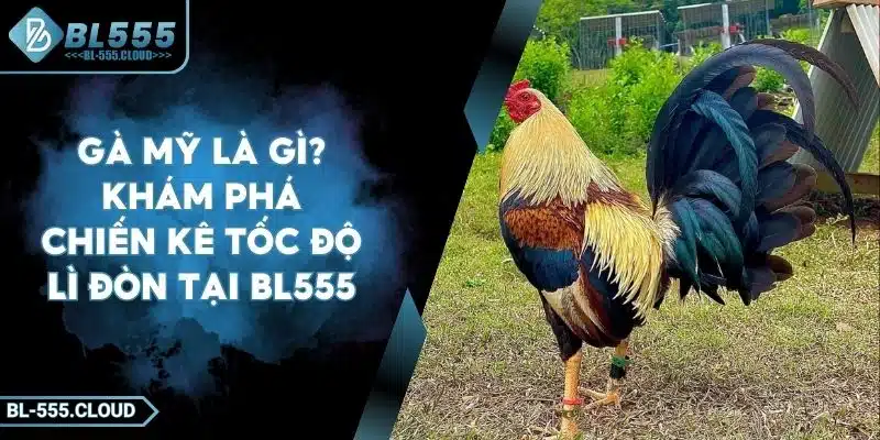 Gà Mỹ Là Gì? Khám Phá Chiến Kê Tốc Độ Lì Đòn Tại BL555