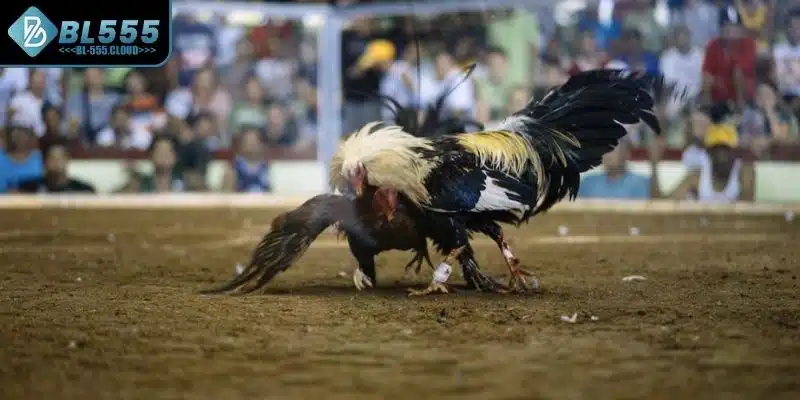 Nắm bắt những chiến thuật chọn kê hiệu quả 