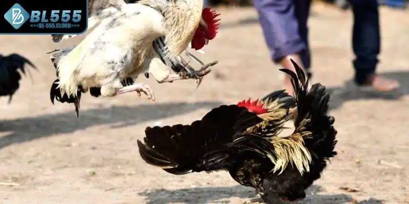 Chọn chiến kê kỹ càng 