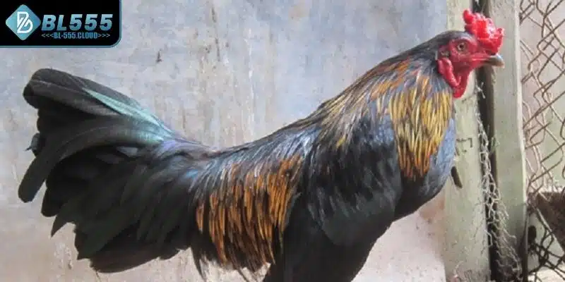 Giải mã cho anh em về đá gà Peru là gì 