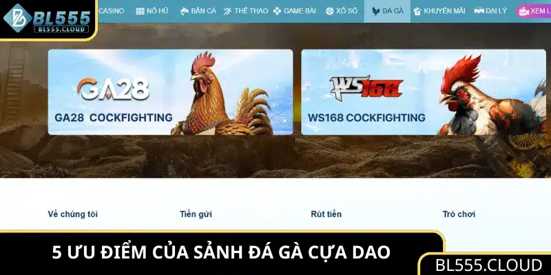 5 ưu điểm của sảnh đá gà cựa dao