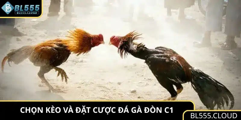 Chọn kèo và đặt cược trực tiếp đá gà đòn C1