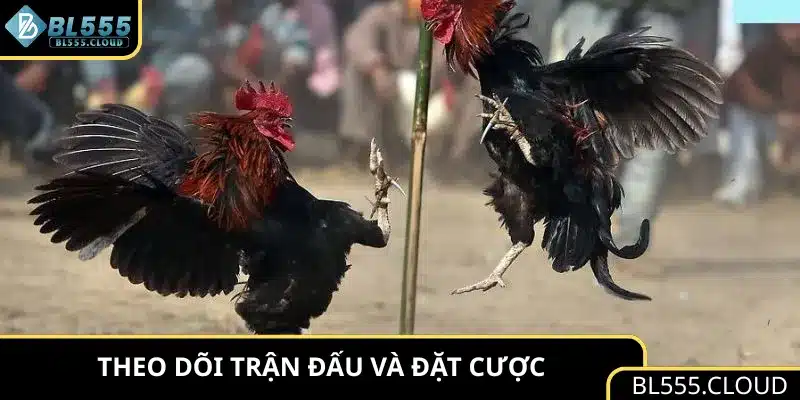 Theo dõi trận đấu và đặt cược 