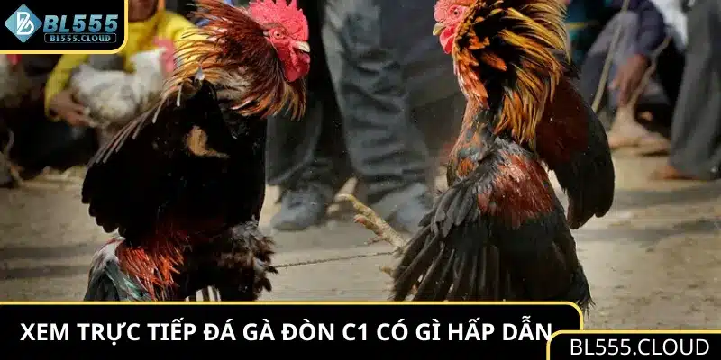 Xem trực tiếp đá gà đòn C1 tại BL555 có gì hấp dẫn